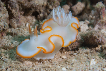 Ardeadoris cf. averni Nudibranch