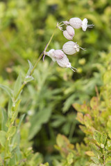 Silene vulgaris - Breathing flowers on a mountain plant.