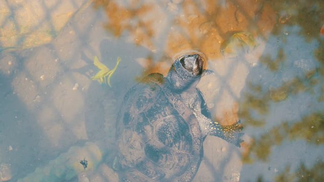Turtle stuck her head out of the water. Turtle in the park in an artificial pond