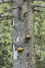 Sponge growing on tree trunk.