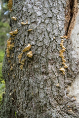 Sponge growing on tree trunk.