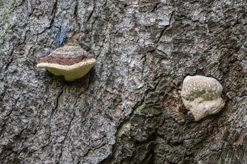 Mushrooms growing on the trunk, one having droplets of sap.