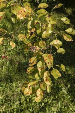 Pear rust on the leaves.