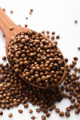 coriander seeds on a white background, essential oil