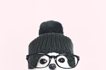 伊達メガネをしたチワワ