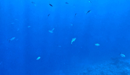 a flock of fish in blue water