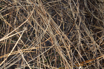 Burned grass in the field on background and texture.