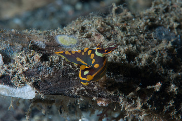Tambja gabrielae Nudibranch