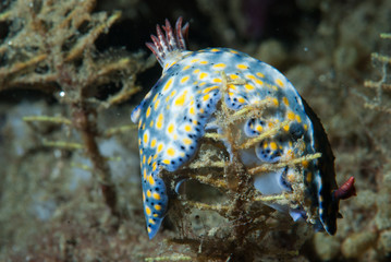 Hypselodoris infucata