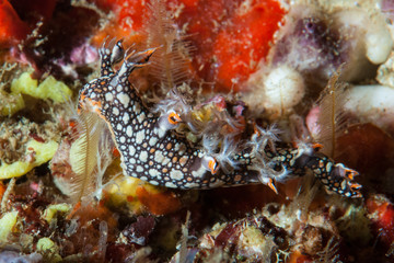 Bornella Nudibranch