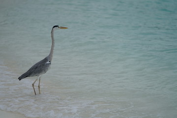 Crane standing along the beach in Baa Atoll, Maldives