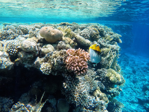 Fototapeta Nice coloured coral reef with beatutiful fish