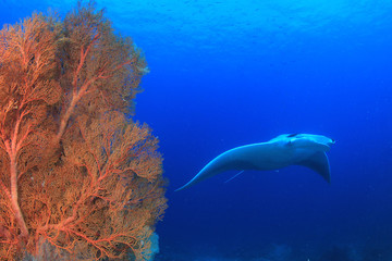 Fototapeta premium Manta Ray and coral reef in Thailand