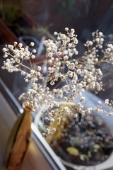 Obraz na płótnie Canvas Dry white flowers on the window