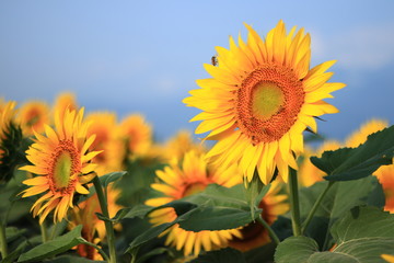 Obraz premium sunflowers