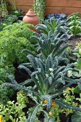 Kitchen garden kale