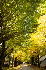 東京・駒場東大のイチョウ並木