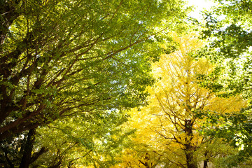 Obraz premium 東京・駒場東大のイチョウ並木