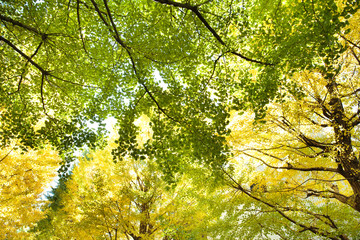 東京・駒場東大のイチョウ並木