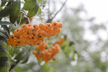 Rowan berries, Sorbus aucuparia, tree also called rowan and mountain ash.