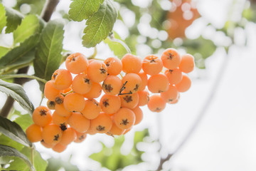 Rowan berries, Sorbus aucuparia, tree also called rowan and mountain ash.