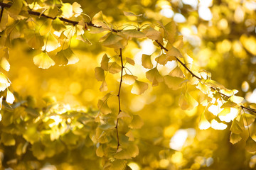 東京・駒場東大のイチョウ並木