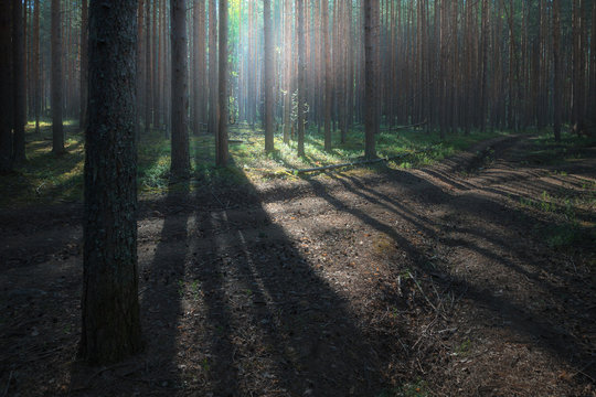 Fototapeta paths in a dark pine forest and sunlight