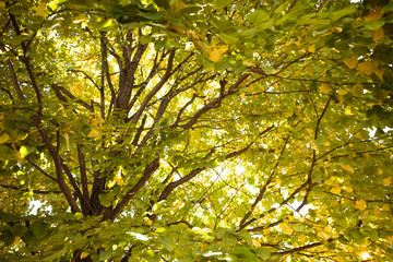 東京・駒場東大のイチョウ並木