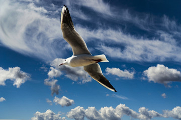 China Yunnan Kunming Seagull On the sky