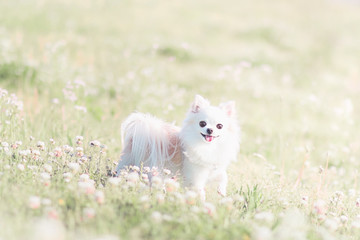 Fototapeta premium シロツメクサとチワワ 2