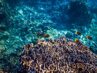 Naklejka na ściany i meble Indonesia Bali Lovina Underwater coral