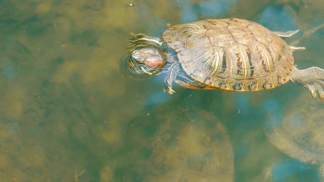 Turtle stuck her head out of the water. Turtle in the park in an artificial pond