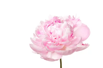 Poster Fleurs Pink peony flower isolated on white background