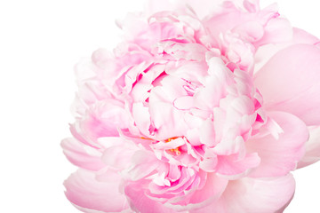 Fototapeta na wymiar Pink peony flower isolated on white background
