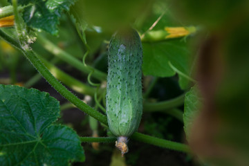 Cucumber on the bed