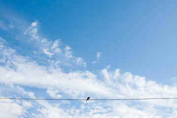 Bird on wire against the blue sky