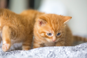 Chaton