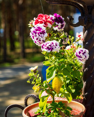 summer flowers.. in city park. flowers natural