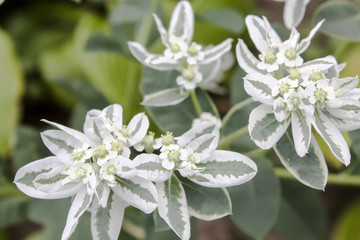 The Euphorbia marginata (Euphorbia marginata) is bordered. Flowering in the summer garden.