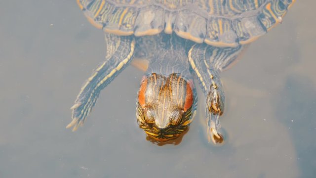 Red-bellied turtle swim in pond with other turtles