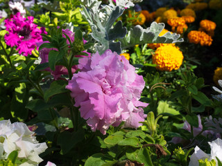 summer flowers.. in city park. flowers natural