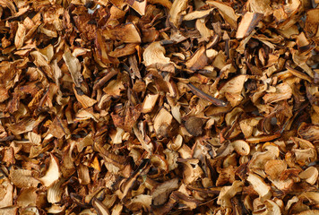 dried mushrooms background