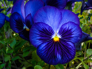 summer flowers.. in city park. flowers natural