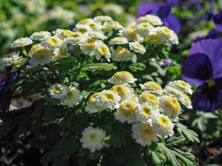 summer flowers.. in city park. flowers natural
