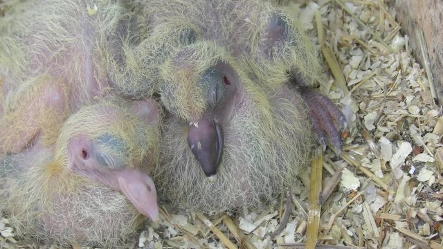 Two Newborns postal pigeons