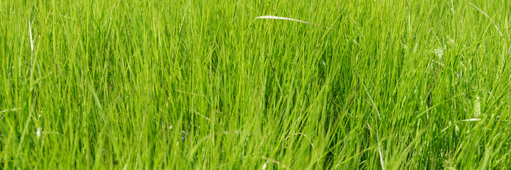 Fototapeta na wymiar Fresh tall grass. Close-up of the green meadow. Natural background texture