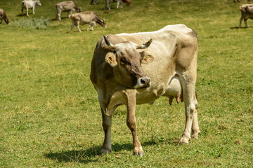 cow and flees on alpine pasture, Cainallo Alp, Italy