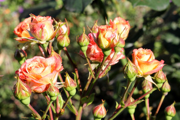 Bright flowers. Raindrops on rose buds. - 216483806
