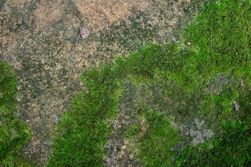 Photo depicting a bright green moss on an old stone wall. Moss background and texture.