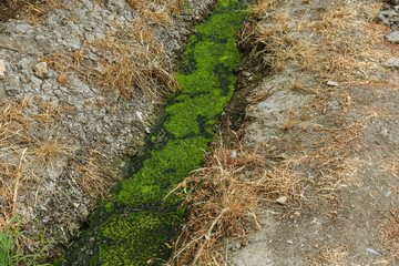 Dirty sewage along with sewage in an open ditch along the street. Dirty drainage, an open sewer collector here with toxic algae. Ecological problem. Dirty sewage with duckweed and algae. Sewage pipe